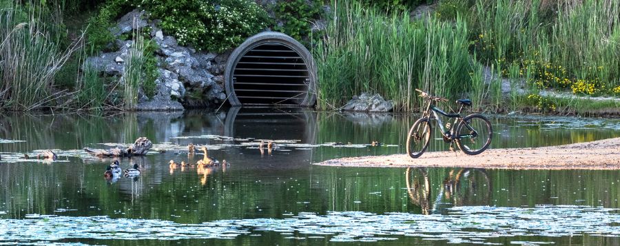 image of storm drain letting out into a small body of water with ducks in it.